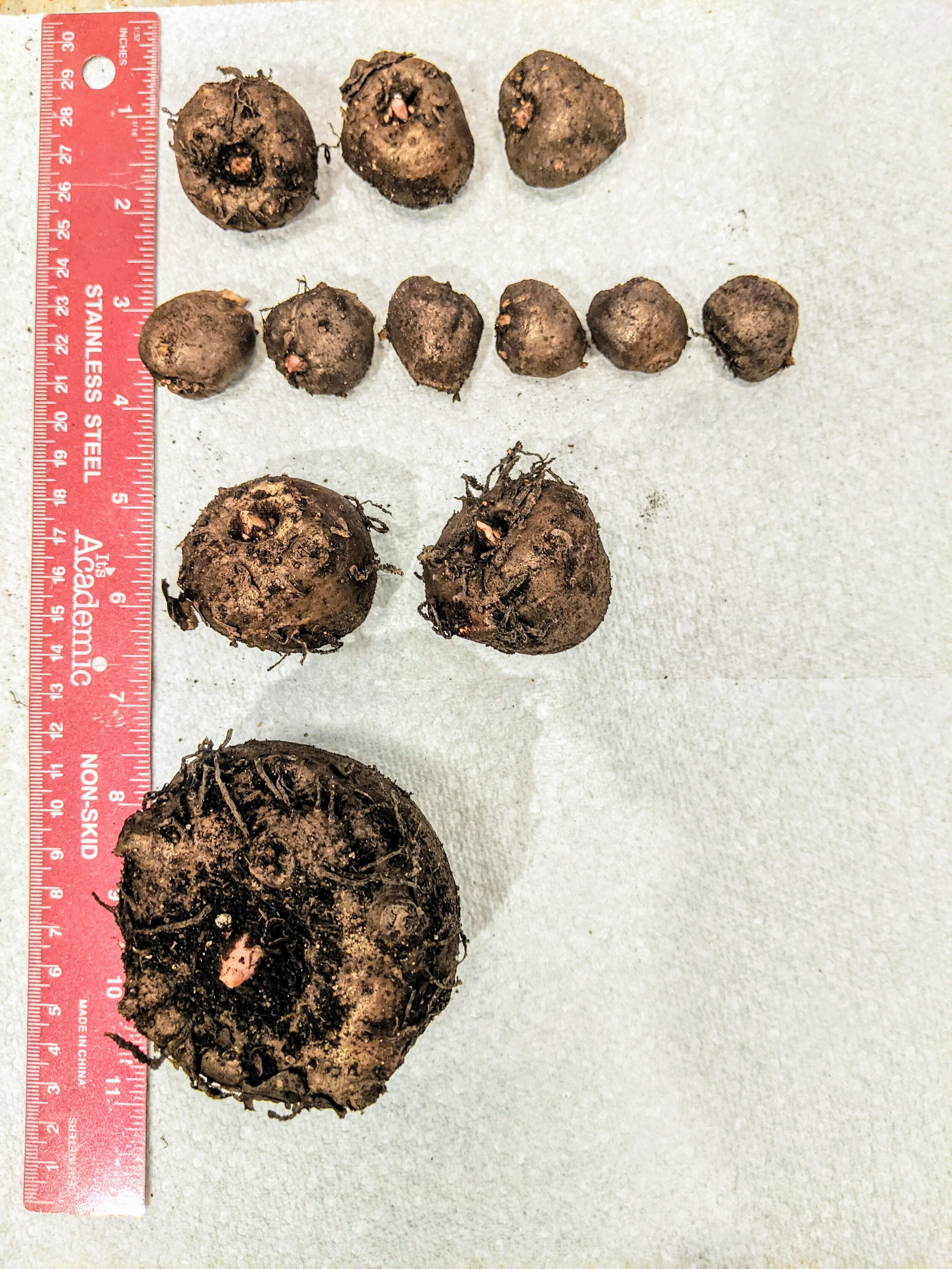 Amorphophallus+konjac+tubers.jpg